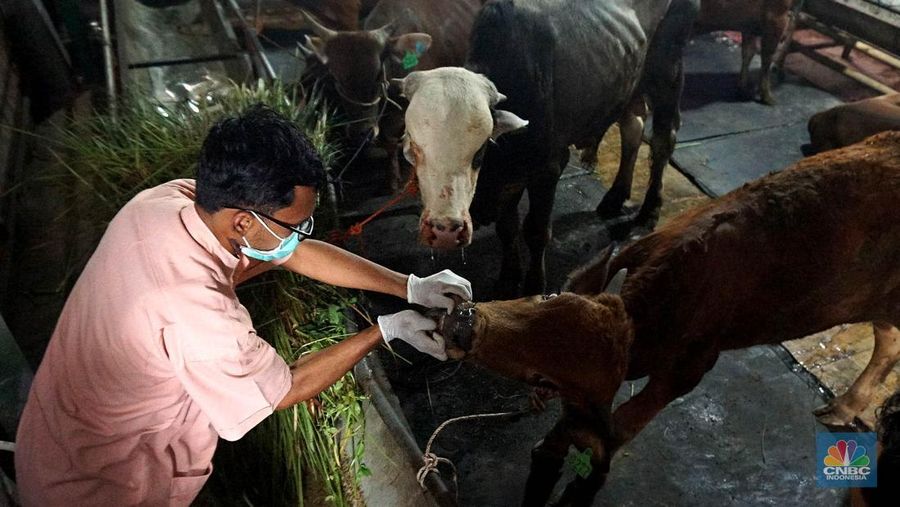 Suku Dinas Ketahanan Pangan Kelautan dan Pertanian (KPKP) Jakarta Timur melalui Pusyakeswannak Pusat Pelayanan Kesehatan Hewan dan Peternakan melakukan pemeriksaan hewan kurban menjelang Idul Adha tahun 2025 di Baba Farm, Ciracas, Jakarta Timur, Kamis, (22/5/2025). (CNBC Indonesia/Muhammad Sabki)