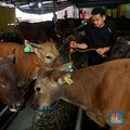 Kurban Sapi Patungan atau Kambing Sendiri, Mana yang Lebih Utama?