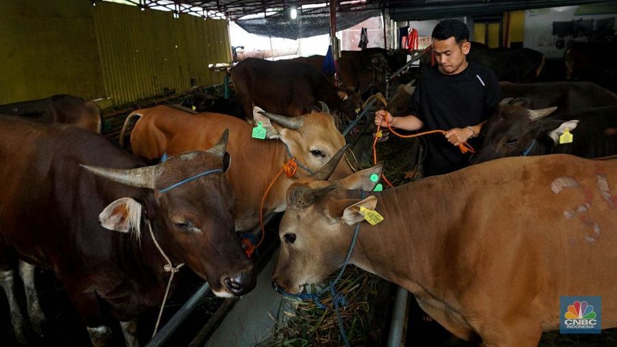 Suku Dinas Ketahanan Pangan Kelautan dan Pertanian (KPKP) Jakarta Timur melalui Pusyakeswannak Pusat Pelayanan Kesehatan Hewan dan Peternakan melakukan pemeriksaan hewan kurban menjelang Idul Adha tahun 2025 di Baba Farm, Ciracas, Jakarta Timur, Kamis, (22/5/2025). (CNBC Indonesia/Muhammad Sabki)
