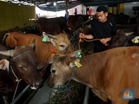 Kurban Sapi Patungan atau Kambing Sendiri, Mana yang Lebih Utama?