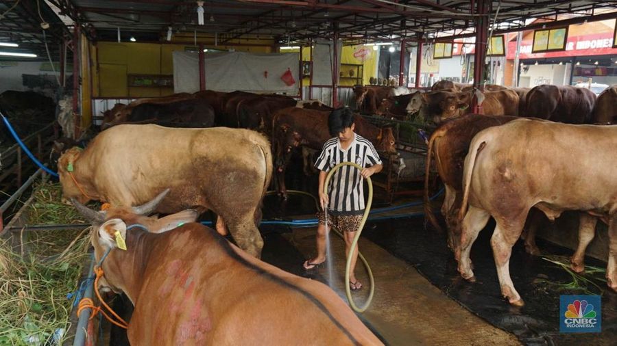Suku Dinas Ketahanan Pangan Kelautan dan Pertanian (KPKP) Jakarta Timur melalui Pusyakeswannak Pusat Pelayanan Kesehatan Hewan dan Peternakan melakukan pemeriksaan hewan kurban menjelang Idul Adha tahun 2025 di Baba Farm, Ciracas, Jakarta Timur, Kamis, (22/5/2025). (CNBC Indonesia/Muhammad Sabki) Suku Dinas Ketahanan Pangan Kelautan dan Pertanian (KPKP) Jakarta Timur melalui Pusyakeswannak Pusat Pelayanan Kesehatan Hewan dan Peternakan melakukan pemeriksaan hewan kurban menjelang Idul Adha tahun 2025 di Baba Farm, Ciracas, Jakarta Timur, Kamis, (22/5/2025). (CNBC Indonesia/Muhammad Sabki)