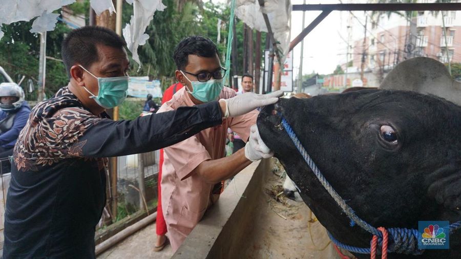 Suku Dinas Ketahanan Pangan Kelautan dan Pertanian (KPKP) Jakarta Timur melalui Pusyakeswannak Pusat Pelayanan Kesehatan Hewan dan Peternakan melakukan pemeriksaan hewan kurban menjelang Idul Adha tahun 2025 di Baba Farm, Ciracas, Jakarta Timur, Kamis, (22/5/2025). (CNBC Indonesia/Muhammad Sabki) Suku Dinas Ketahanan Pangan Kelautan dan Pertanian (KPKP) Jakarta Timur melalui Pusyakeswannak Pusat Pelayanan Kesehatan Hewan dan Peternakan melakukan pemeriksaan hewan kurban menjelang Idul Adha tahun 2025 di Baba Farm, Ciracas, Jakarta Timur, Kamis, (22/5/2025). (CNBC Indonesia/Muhammad Sabki)
