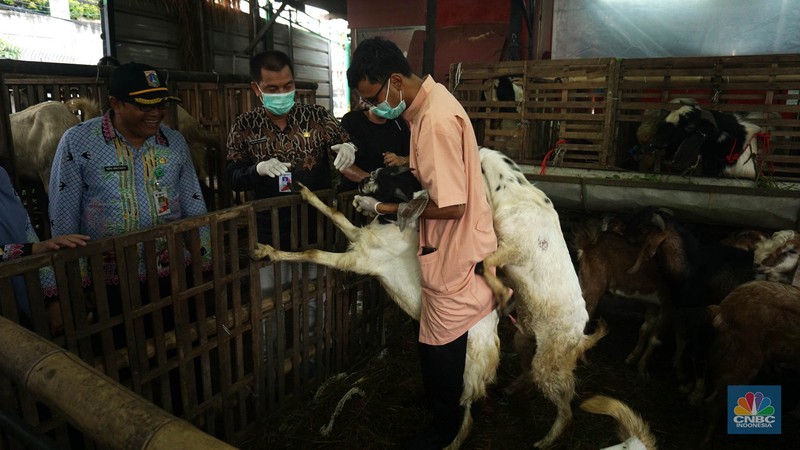 Suku Dinas Ketahanan Pangan Kelautan dan Pertanian (KPKP) Jakarta Timur melalui Pusyakeswannak Pusat Pelayanan Kesehatan Hewan dan Peternakan melakukan pemeriksaan hewan kurban menjelang Idul Adha tahun 2025 di Baba Farm, Ciracas, Jakarta Timur, Kamis, (22/5/2025). (CNBC Indonesia/Muhammad Sabki)