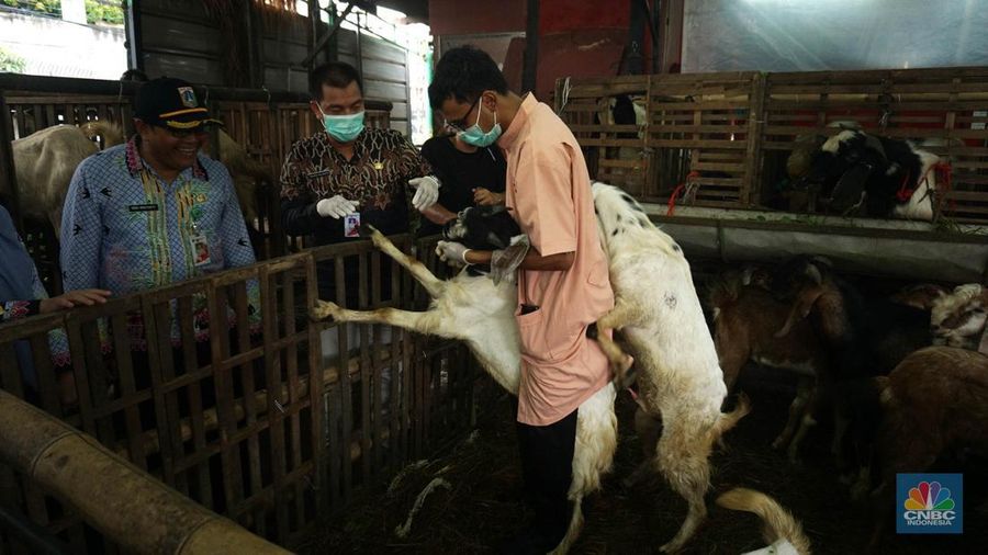 Suku Dinas Ketahanan Pangan Kelautan dan Pertanian (KPKP) Jakarta Timur melalui Pusyakeswannak Pusat Pelayanan Kesehatan Hewan dan Peternakan melakukan pemeriksaan hewan kurban menjelang Idul Adha tahun 2025 di Baba Farm, Ciracas, Jakarta Timur, Kamis, (22/5/2025). (CNBC Indonesia/Muhammad Sabki) Suku Dinas Ketahanan Pangan Kelautan dan Pertanian (KPKP) Jakarta Timur melalui Pusyakeswannak Pusat Pelayanan Kesehatan Hewan dan Peternakan melakukan pemeriksaan hewan kurban menjelang Idul Adha tahun 2025 di Baba Farm, Ciracas, Jakarta Timur, Kamis, (22/5/2025). (CNBC Indonesia/Muhammad Sabki)