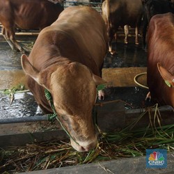 Kurban Sapi Patungan atau Kambing Sendiri, Mana Lebih Banyak Pahala?