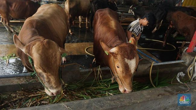 Sapi Impor Australia Tak Boleh, Ini 5 Jenis Hewan Bisa Jadi Kurban