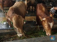 Kurban Sapi Patungan atau Kambing Sendiri, Mana Lebih Banyak Pahala?