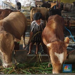 Ini Provinsi Penghasil Terbesar Sapi, Kambing, & Domba di Indonesia