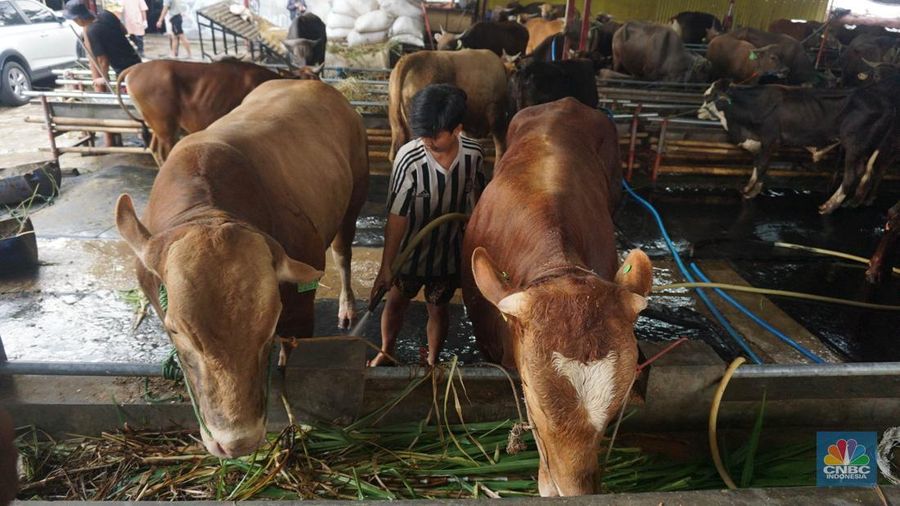 Suku Dinas Ketahanan Pangan Kelautan dan Pertanian (KPKP) Jakarta Timur melalui Pusyakeswannak Pusat Pelayanan Kesehatan Hewan dan Peternakan melakukan pemeriksaan hewan kurban menjelang Idul Adha tahun 2025 di Baba Farm, Ciracas, Jakarta Timur, Kamis, (22/5/2025). (CNBC Indonesia/Muhammad Sabki) Suku Dinas Ketahanan Pangan Kelautan dan Pertanian (KPKP) Jakarta Timur melalui Pusyakeswannak Pusat Pelayanan Kesehatan Hewan dan Peternakan melakukan pemeriksaan hewan kurban menjelang Idul Adha tahun 2025 di Baba Farm, Ciracas, Jakarta Timur, Kamis, (22/5/2025). (CNBC Indonesia/Muhammad Sabki)