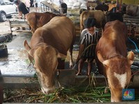 Ini Provinsi Penghasil Terbesar Sapi, Kambing, & Domba di Indonesia