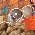 RI Krisis Kelapa Parut Gara-gara China, Pedagang Cuma Jual Barang Sisa
