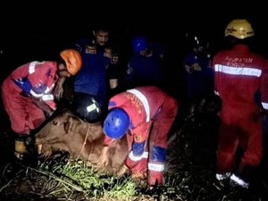 Sapi Warga di Bogor Masuk Rawa-rawa, Damkar Evakuasi