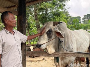 Cerita Peternak Gunungkidul Sapinya Dibeli untuk Kurban Presiden Prabowo