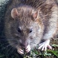Tikus Bambu Jadi Bintang Live Streaming, Raup Rp 6,7 Juta Sehari