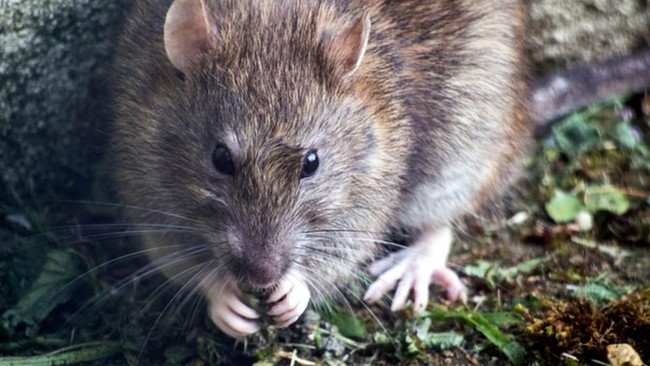 Jakarta Basmi Ikan Sapu-Sapu, AS- Australia Perang Melawan Tikus