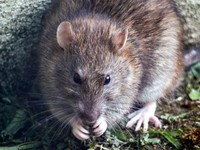Tikus Bambu Jadi Bintang Live Streaming, Raup Rp 6,7 Juta Sehari