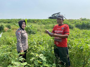 Polwan di Jabon Sidoarjo Ini Panen Terong Bersama Petani