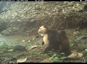Aksi Monyet Kapusin yang Suka Culik Bayi Monyet Jenis Lain Bikin Bingung Ilmuwan
