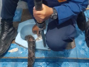 Hiii! Ular Sanca 3 Meter Masuk Kloset Rumah Warga di Bogor