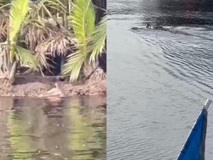 Remaja di Jambi Diterkam Buaya, Tim SAR Diturunkan
