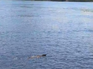 Momen Langka Komodo Berenang Lintas Pulau Diduga karena Aroma Makanan