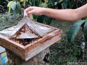Wisatawan Timur Tengah Kepincut Madu Asam Lebah tanpa Sengat di Bali