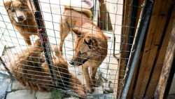 Wanita Ini Ketahuan Adopsi Anjing untuk Dimasak Jadi Makanan 
