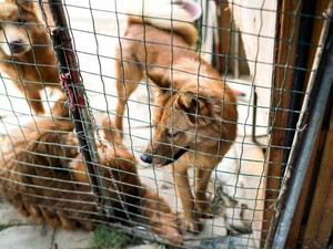 Wanita Ini Ketahuan Adopsi Anjing untuk Dimasak Jadi Makanan