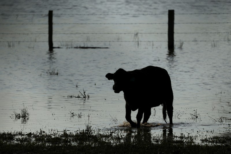 AUSTRALIA-FLOODS/CLEANUP A drone view shows a dairy cow lying in the mud at a flood-affected dairy farm in East Kempsey, Australia, May 26, 2025. REUTERS/Hollie Adams