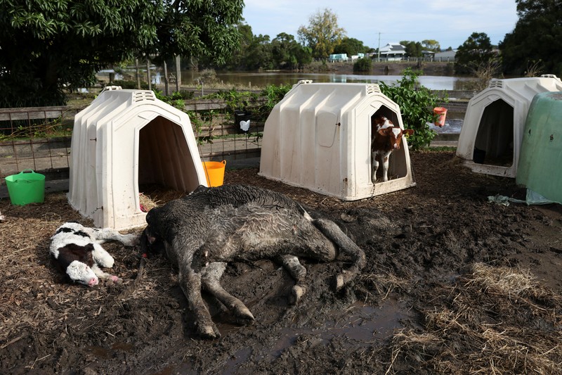 AUSTRALIA-FLOODS/CLEANUP A drone view shows a dairy cow lying in the mud at a flood-affected dairy farm in East Kempsey, Australia, May 26, 2025. REUTERS/Hollie Adams