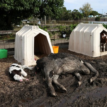 Malapetaka Hantam Tetangga RI: Ribuan Properti Rusak, Sapi-Sapi Mati