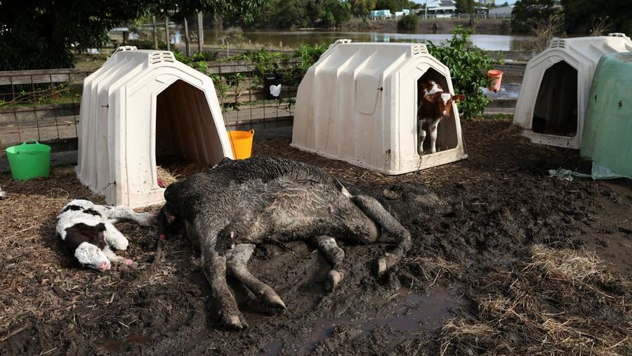 A drone view shows a dairy cow lying in the mud at a flood-affected dairy farm in East Kempsey, Australia, May 26, 2025. REUTERS/Hollie Adams