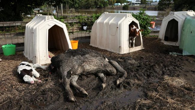 Malapetaka Hantam Tetangga RI: Ribuan Properti Rusak, Sapi-Sapi Mati