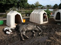 Malapetaka Hantam Tetangga RI: Ribuan Properti Rusak, Sapi-Sapi Mati