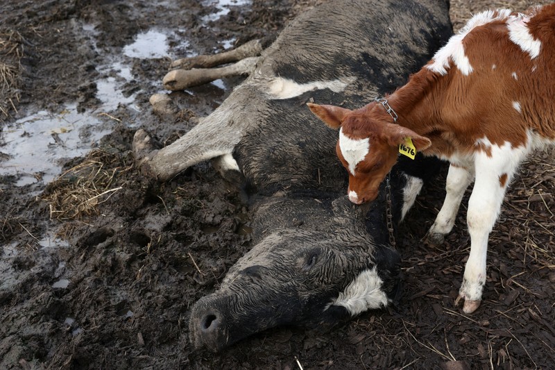 AUSTRALIA-FLOODS/CLEANUP A drone view shows a dairy cow lying in the mud at a flood-affected dairy farm in East Kempsey, Australia, May 26, 2025. REUTERS/Hollie Adams