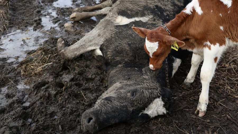 A drone view shows a dairy cow lying in the mud at a flood-affected dairy farm in East Kempsey, Australia, May 26, 2025. REUTERS/Hollie Adams
