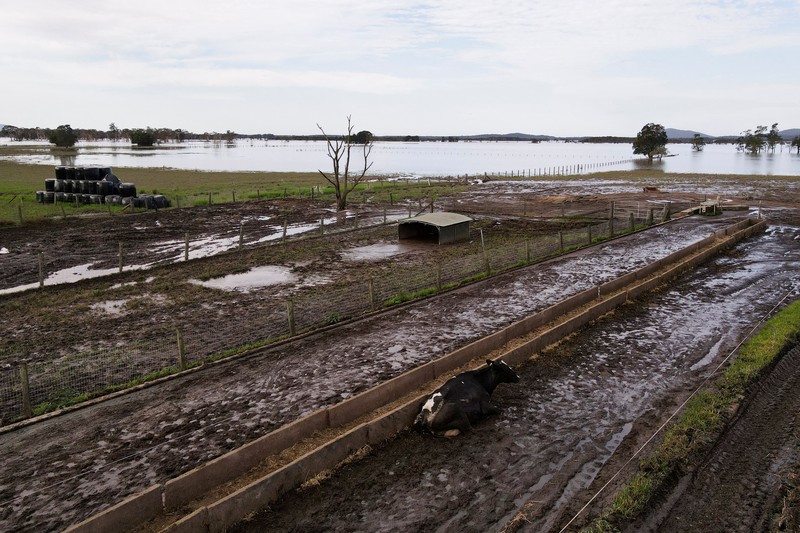 AUSTRALIA-FLOODS/CLEANUP A drone view shows a dairy cow lying in the mud at a flood-affected dairy farm in East Kempsey, Australia, May 26, 2025. REUTERS/Hollie Adams