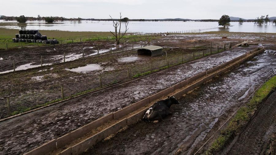 A drone view shows a dairy cow lying in the mud at a flood-affected dairy farm in East Kempsey, Australia, May 26, 2025. REUTERS/Hollie Adams