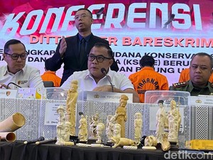 Polisi: 4 Tersangka Penyelundupan Gading Gajah Pemain Lama, Sering Mengelak