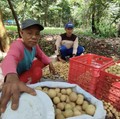 Duku RI Digilai Warga Malaysia, Dicuekin di Indonesia