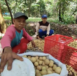 Duku RI Digilai Warga Malaysia, Dicuekin di Indonesia