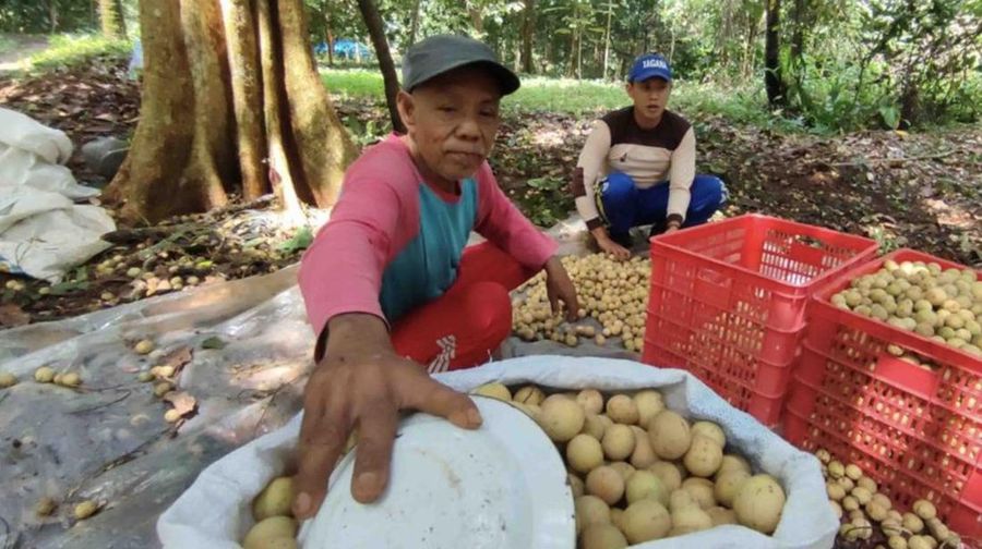 Duku (Detik.com)