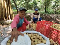Duku RI Digilai Warga Malaysia, Dicuekin di Indonesia