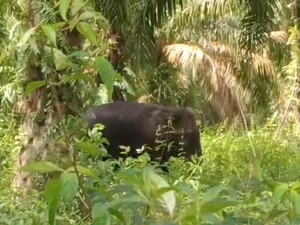 2 Warga OKI Diserang Gajah, Begini Kondisinya
