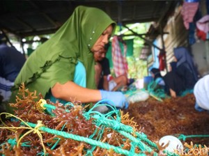 Nunukan Ekspor Rumput Laut ke Korea Selatan, Wabup: Ini Baru Awal