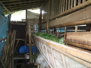 Jelang Iduladha Pencurian Kambing Marak di Banyumas, Seminggu 5 Ekor Raib