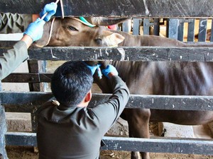 2.939 Sapi Kurban di Parepare Dikirim ke Kalimantan Jelang Idul Adha
