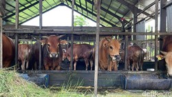 Ratusan Sapi Kurban Masuk Rumah Pemotongan Hewan di Banjarmasin