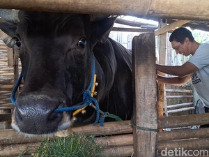 Mataram Kebagian Sapi Kurban Presiden Prabowo Berbobot 6 Kuintal