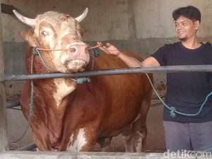 Prabowo Beli Sapi Kurban dari Peternak Klaten, Bobotnya 1,1 Ton